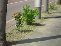 草取り