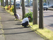 草取り