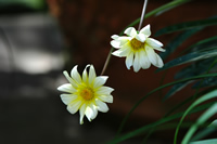 KUjA